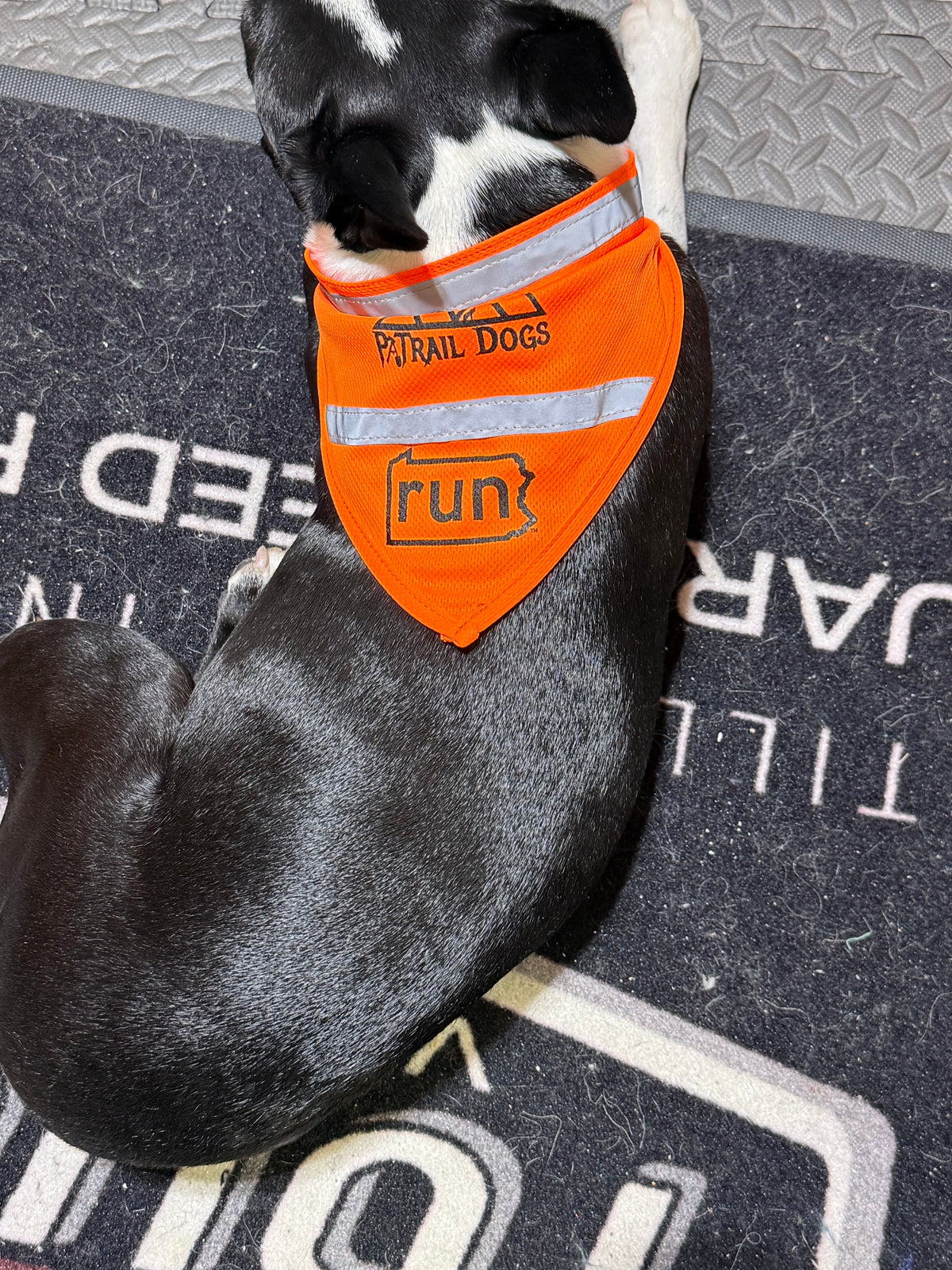 RunPA - Reflective Dog Bandana
